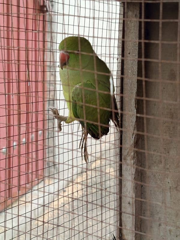 parrot 4