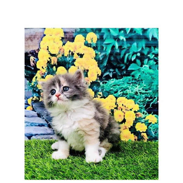 Persian triple coated punch face cat and kitten available for sale 5