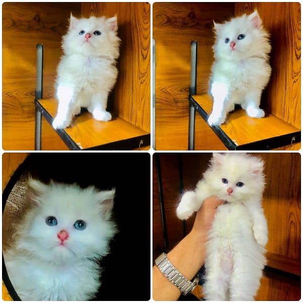 Persian triple coated punch face cat and kitten available for sale 9