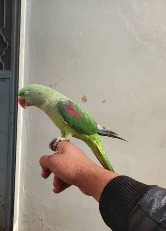 Raw Parrot talking boht achi Karti Hy ful handtam Hy 0