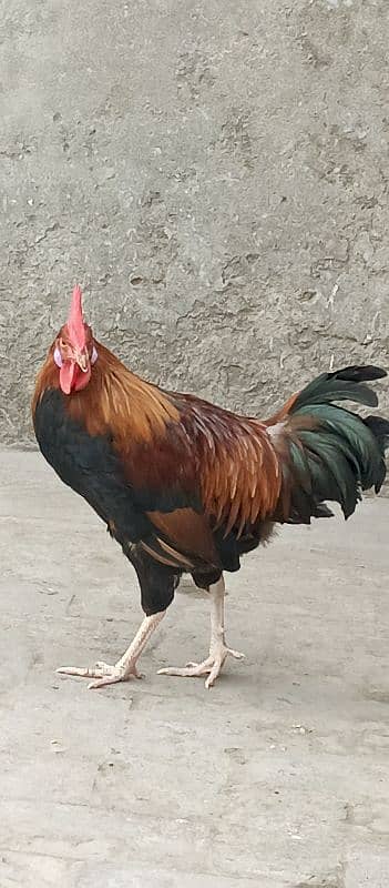 cock for sale 0