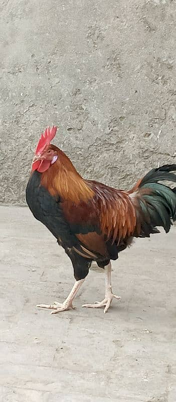 cock for sale 1