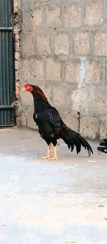 Aseel mianwali breeder male avaible 0