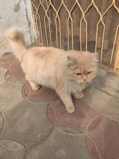 Persian female cat double coat .