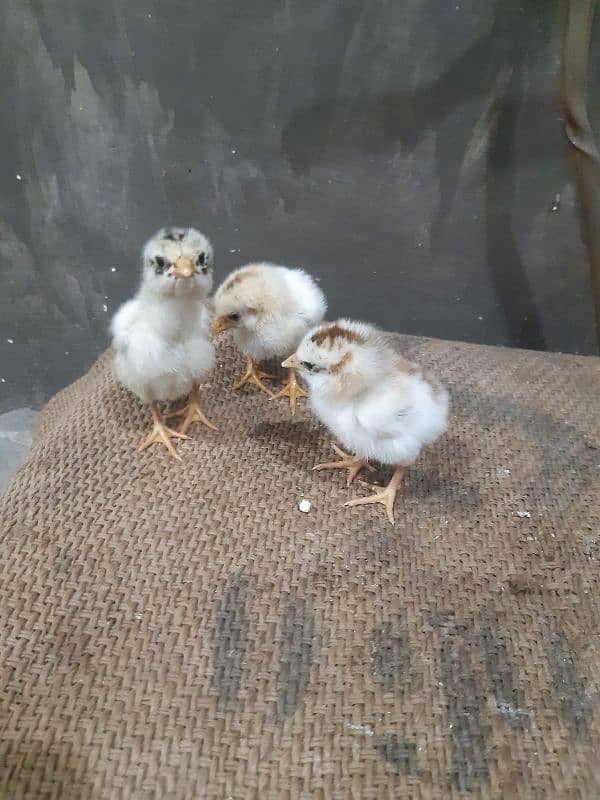 Aseel Hen with 7 Chicks 1