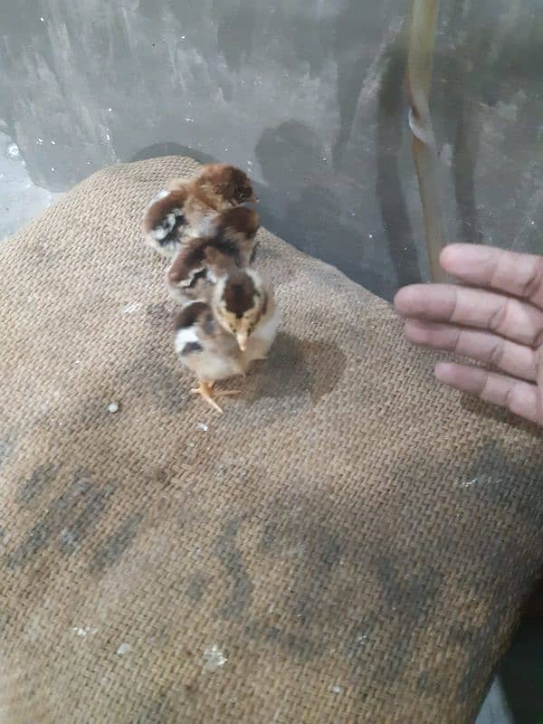 Aseel Hen with 7 Chicks 2