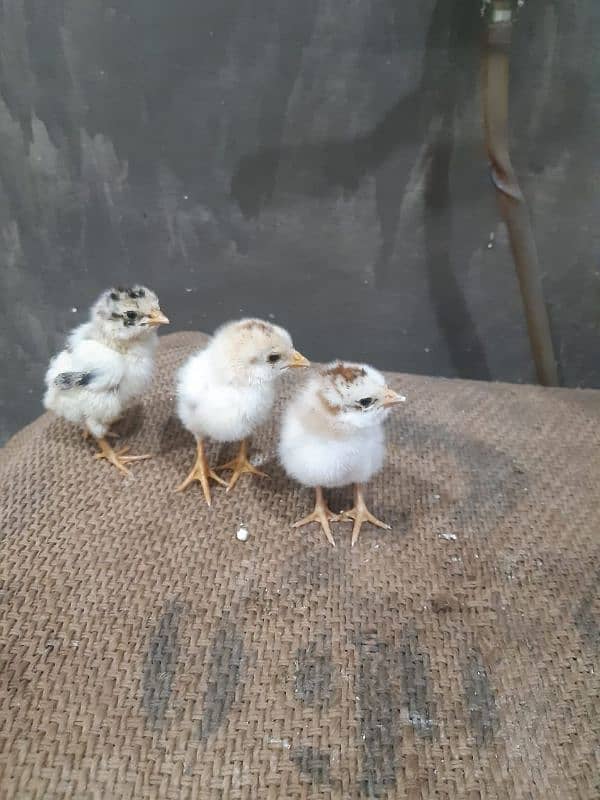 Aseel Hen with 7 Chicks 4