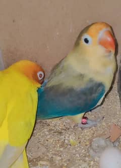 breeder pair