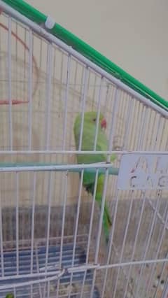 green parrot