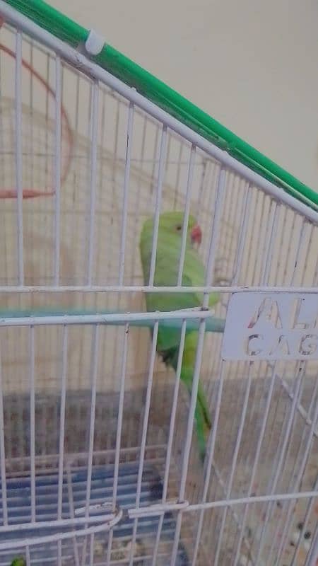 green parrot 0