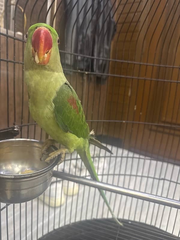 Kashmiri raw parrot male chick no health issues sellingbeacausegoinout 1