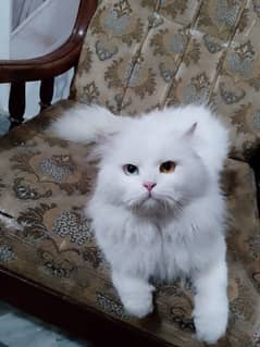 WHITE OR BROWN MALE CAT  AVAILABLE (CONTACT US 03366664860)