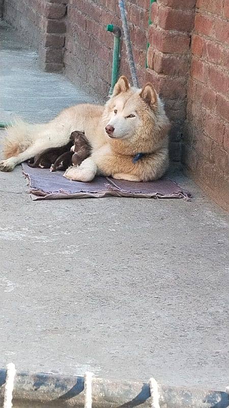 Siberian husky 8