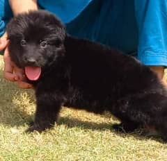 Black German Shepherd Long Coat Female For Sale