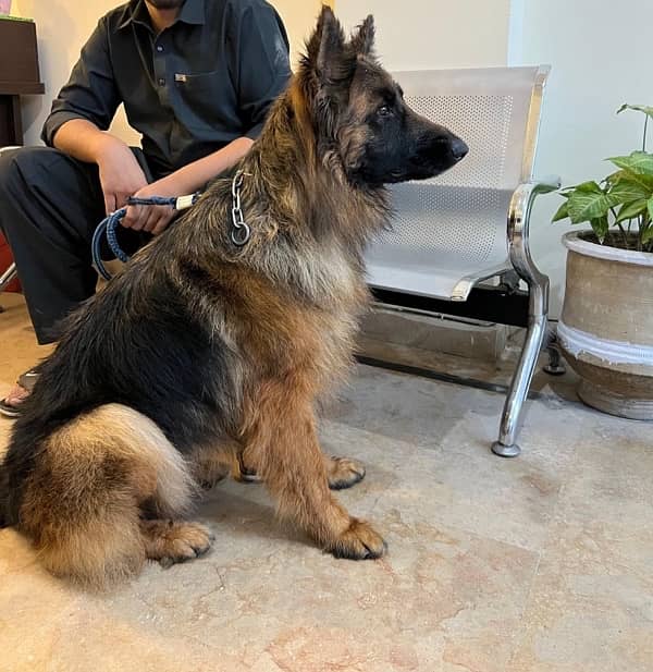 german shepherd long coat female 19 months 0