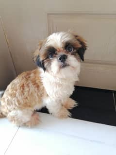 Shih-tzu male