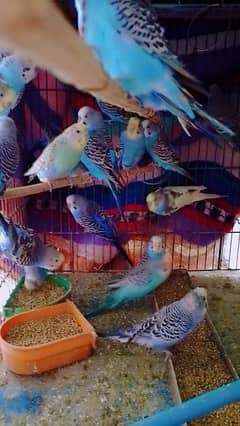 budgies