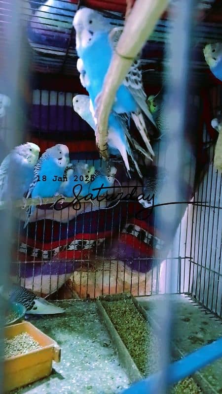 budgies 2