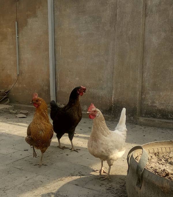 Andon wali, Egg laying 2