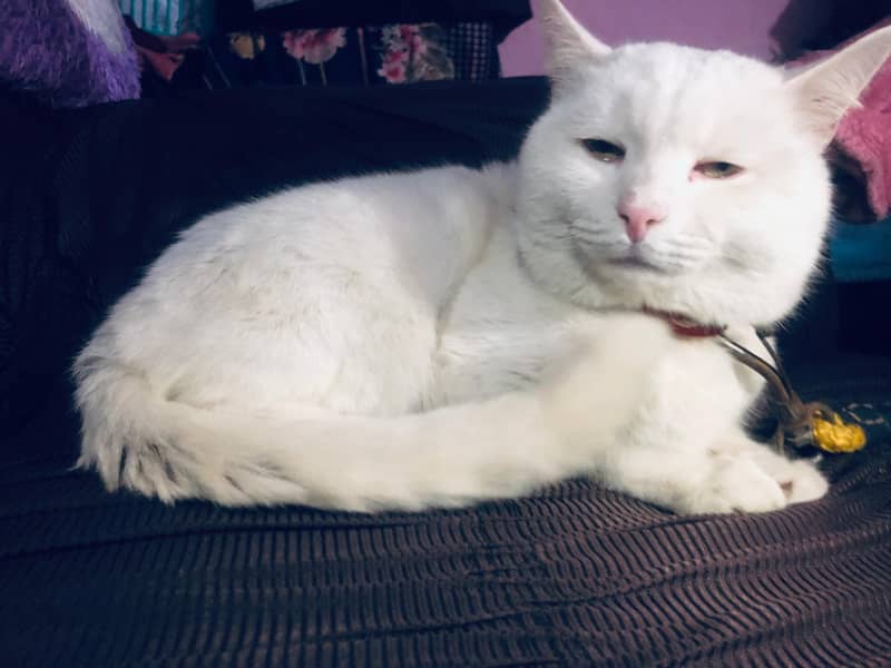 Pure white coated Persian male cat.     03454101505(wapp) 2