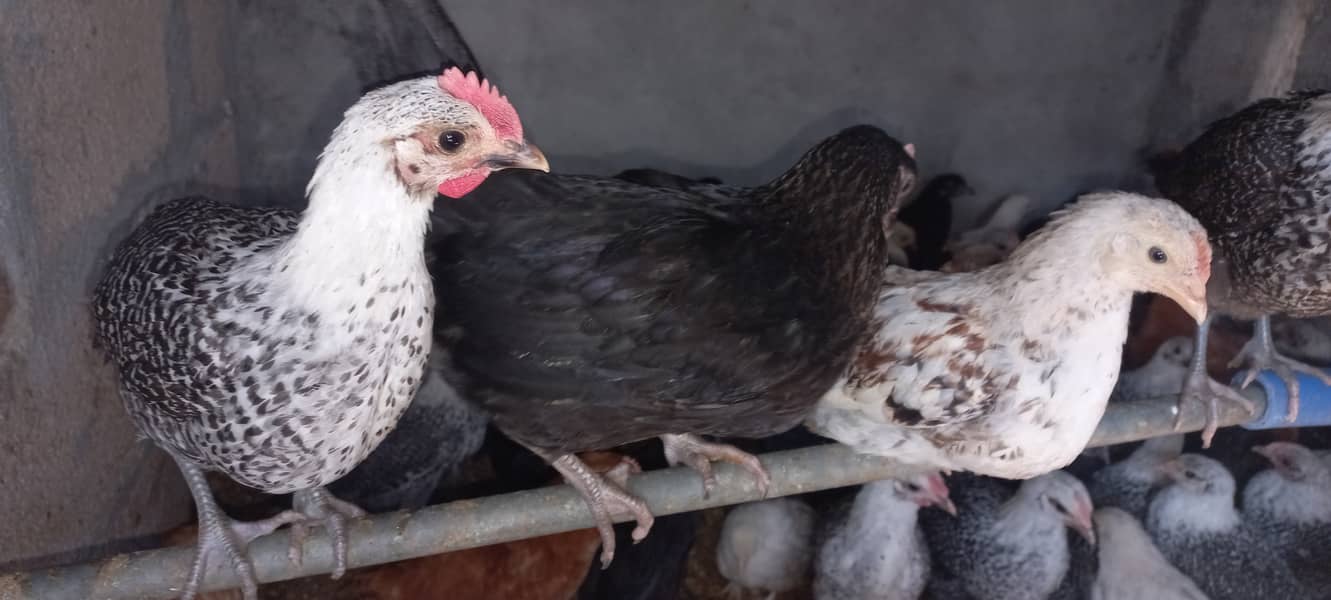 Golden misri & australorp chicks 3