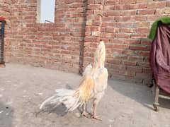 Heera | boska | white murgha for sale 03052593845