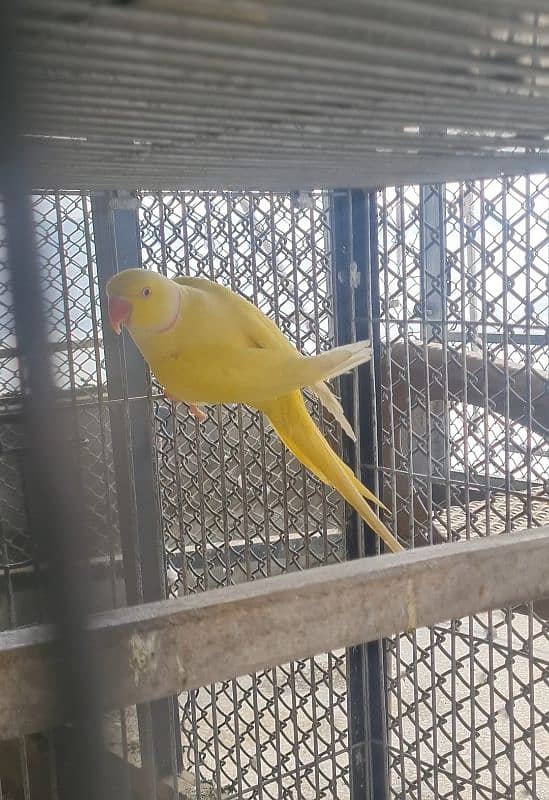 Yellow ringneck adult male 0