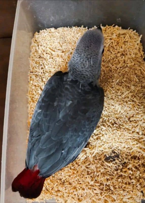 African grey parrot checks for sale WhatsApp number 03307595248. . 0