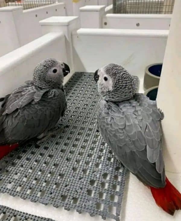 African grey parrot checks for sale WhatsApp number 03307595248. . 1