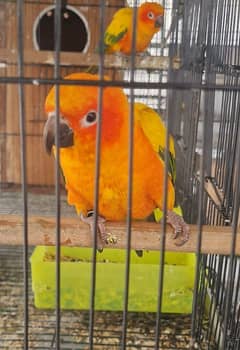 Sunconure adult pair