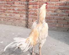 Heera | boska | white murgha for sale 03052593845