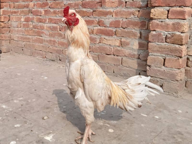 Heera | boska | white murgha for sale 03052593845 2