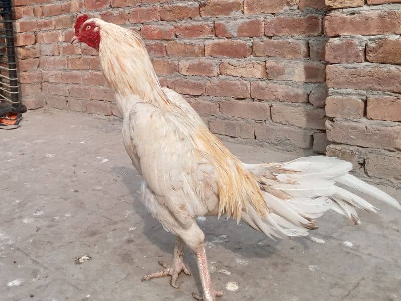 Heera | boska | white murgha for sale 03052593845 3