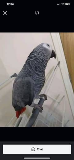 03301974266cal wathsap African Gerry parrot urjunt for sale