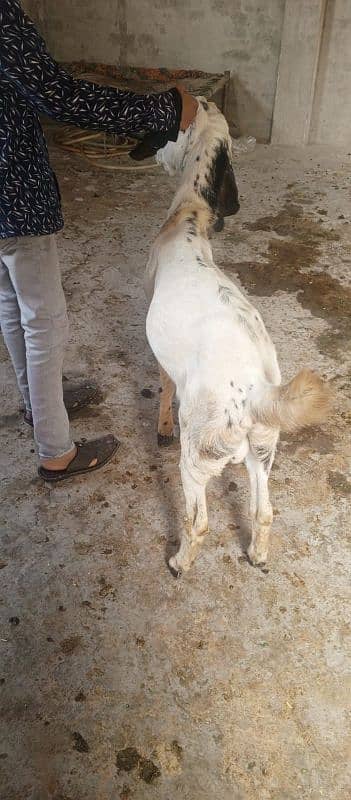 Desi Bakra  long height 03264327019whatapp 8