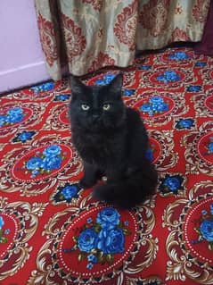 cat black with chocolaty colour 3 month age very good care