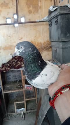 Taddy pigeon