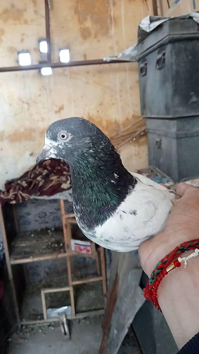 Taddy pigeon 1