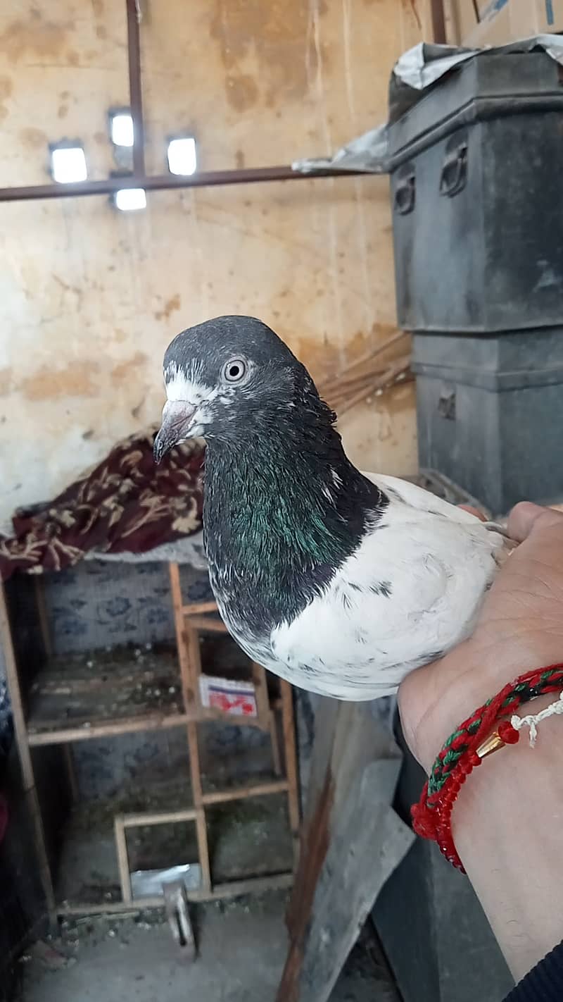 Taddy pigeon 2