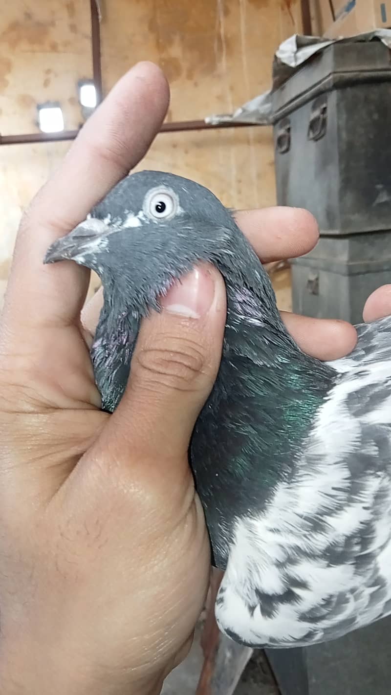 Taddy pigeon 4