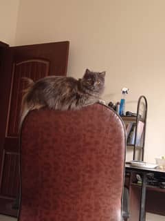 Selling Persian Cats