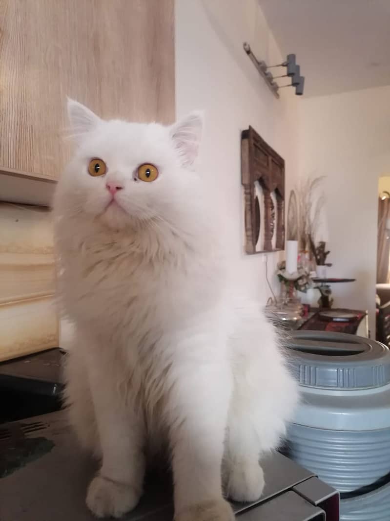 Selling Persian Cats 1