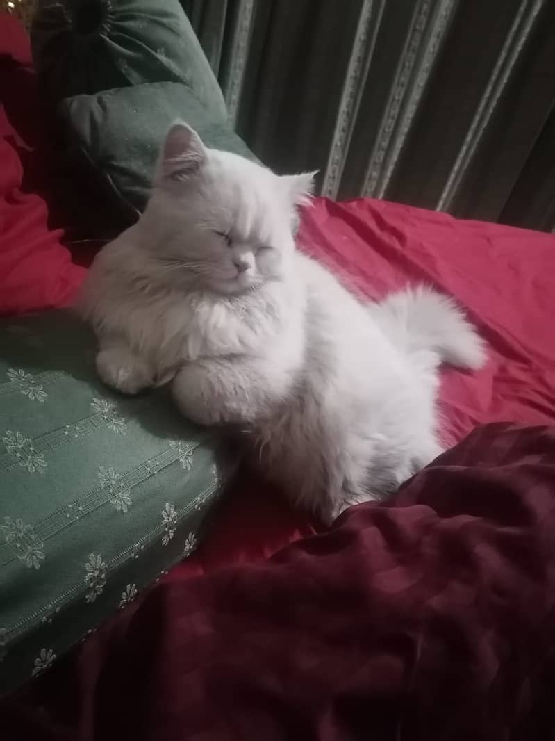 Selling Persian Cats 3