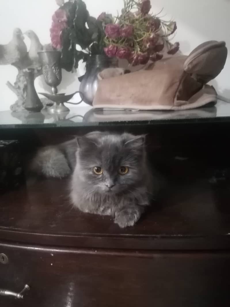 Selling Persian Cats 4