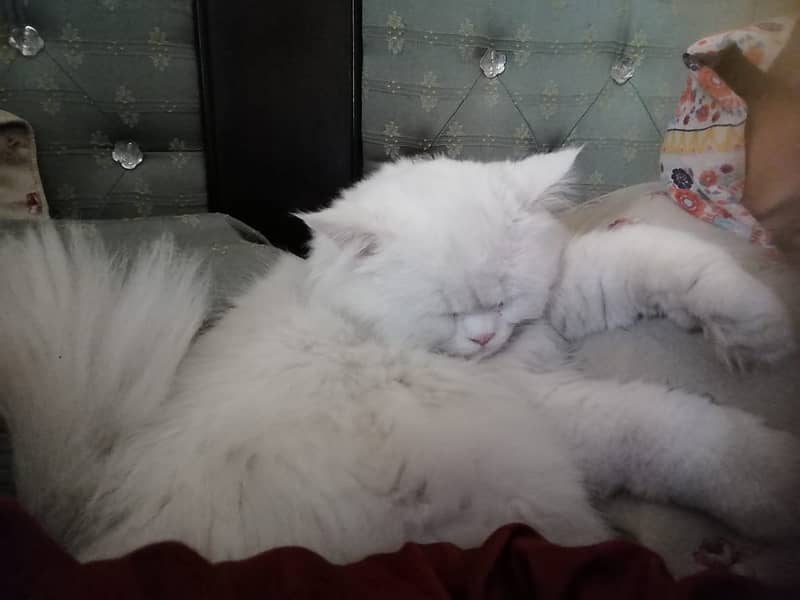 Selling Persian Cats 5