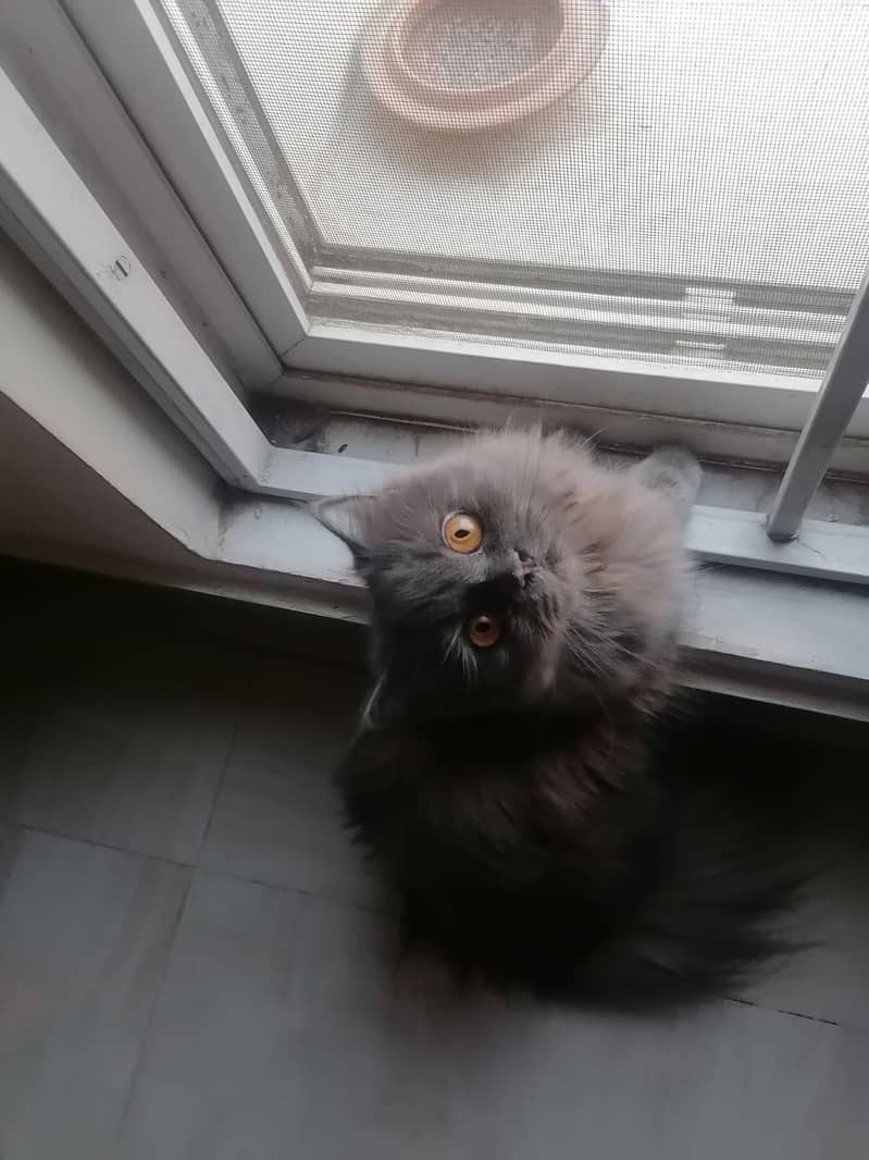 Selling Persian Cats 6