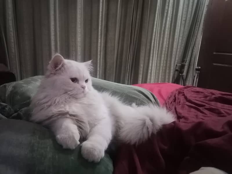 Selling Persian Cats 7