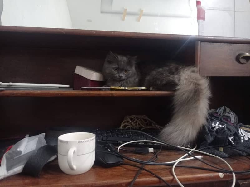 Selling Persian Cats 10