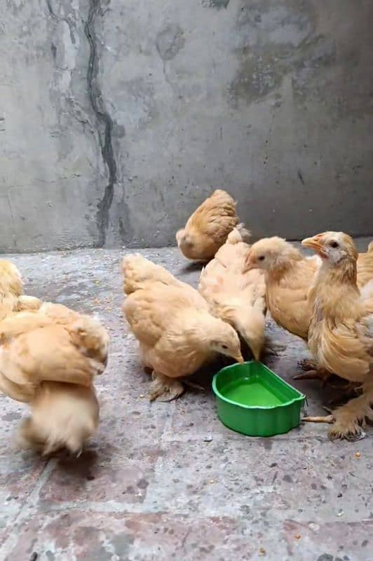 golden buff  molted bantam 0