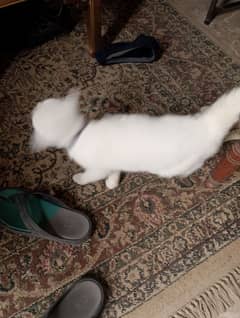 White Persian Cat For Sale